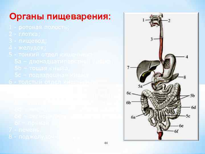 Органы пищеварения: 1 2 3 4 5 - ротовая полость; - глотка; - пищевод;