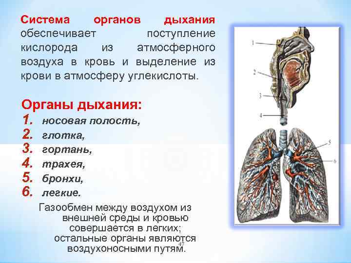 Система органов дыхания обеспечивает поступление кислорода из атмосферного воздуха в кровь и выделение из