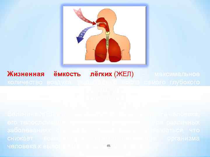 Жизненная ёмкость лёгких (ЖЕЛ) - максимальное количество воздуха, выдыхаемое после самого глубокого вдоха. ЖЕЛ