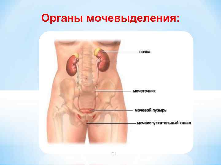 Органы мочевыделения: 51 