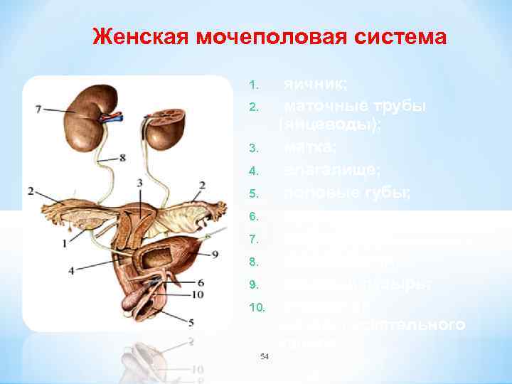 Женская мочеполовая система 1. 2. 3. 4. 5. 6. 7. 8. 9. 10. 54