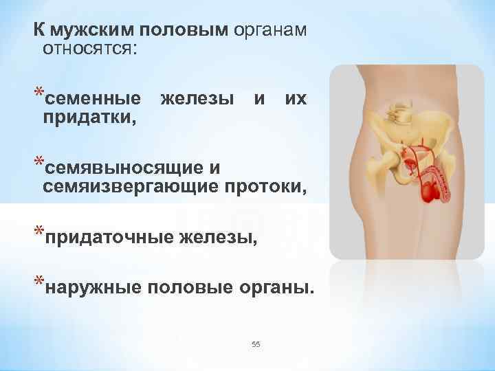 К мужским половым органам относятся: *семенные придатки, железы и их *семявыносящие и семяизвергающие протоки,