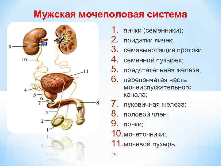 Мужская мочеполовая система 1. 2. 3. 4. 5. 6. яички (семенники); придатки яичек; семявыносящие