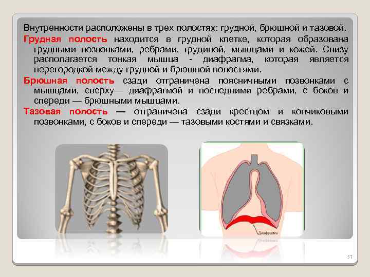 Внутренности расположены в трех полостях: грудной, брюшной и тазовой. Грудная полость находится в грудной