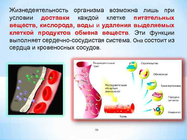 Жизнедеятельность организма возможна лишь при условии доставки каждой клетке питательных веществ, кислорода, воды и