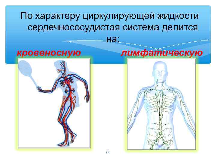 По характеру циркулирующей жидкости сердечнососудистая система делится на: кровеносную лимфатическую 61 