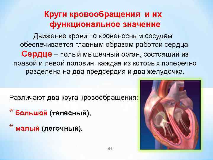 Значение кровообращения. Малый круг кровообращения значение. Значение кругов кровообращения. Движение крови по кровеносным сосудам. Важность кровообращения.