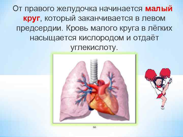 От правого желудочка начинается малый круг, который заканчивается в левом предсердии. Кровь малого круга