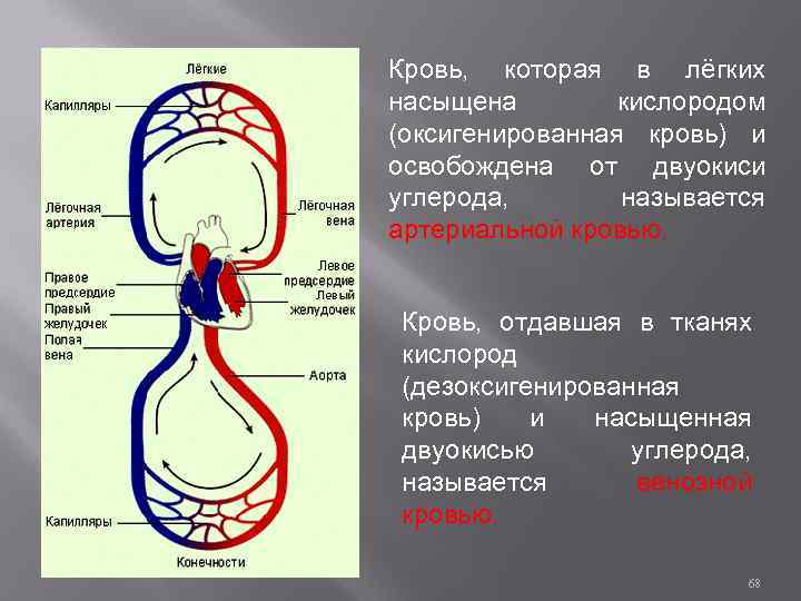 Кровь, которая в лёгких насыщена кислородом (оксигенированная кровь) и освобождена от двуокиси углерода, называется