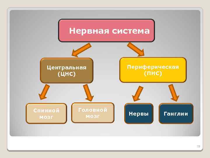 Нервная система Центральная (ЦНС) Спинной мозг Головной мозг Периферическая (ПНС) Нервы Ганглии 73 