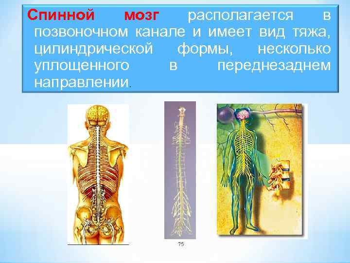 Спинной мозг располагается в позвоночном канале и имеет вид тяжа, цилиндрической формы, несколько уплощенного