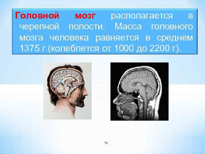 Головной мозг располагается в черепной полости. Масса головного мозга человека равняется в среднем 1375