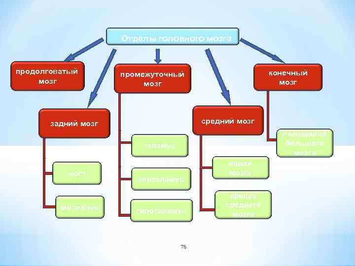 Отделы головного мозга продолговатый мозг конечный мозг промежуточный мозг средний мозг задний мозг полушария