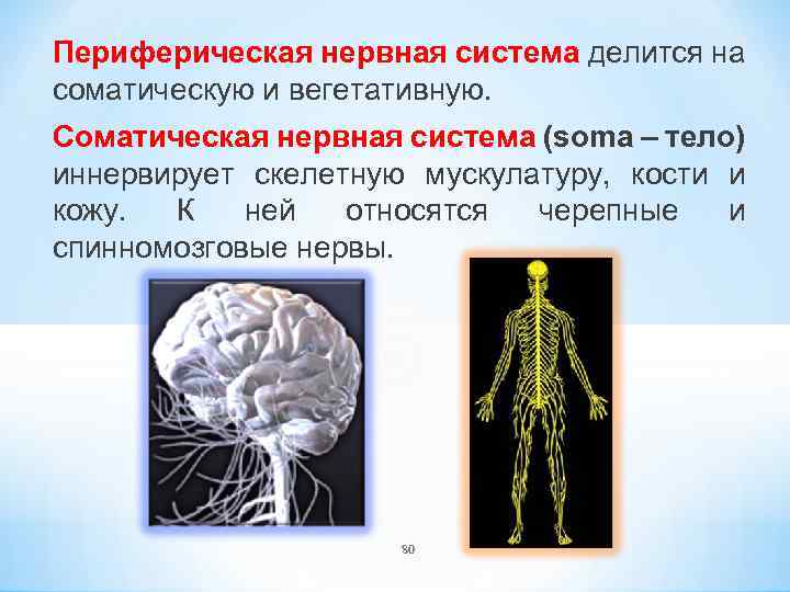 Периферическая нервная система делится на соматическую и вегетативную. Соматическая нервная система (soma – тело)