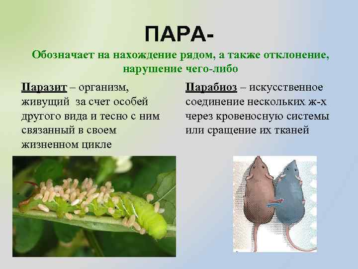 ПАРАОбозначает на нахождение рядом, а также отклонение, нарушение чего-либо Паразит – организм, живущий за