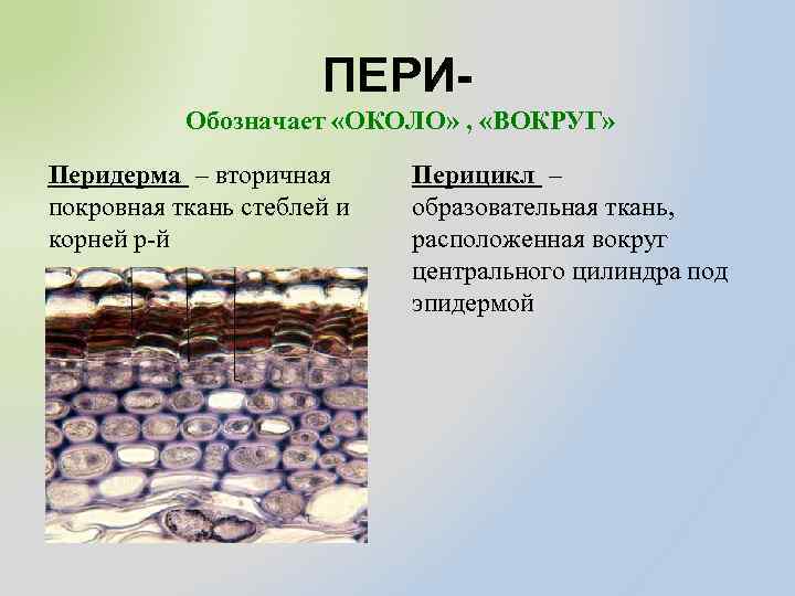 ПЕРИОбозначает «ОКОЛО» , «ВОКРУГ» Перидерма – вторичная покровная ткань стеблей и корней р-й Перицикл