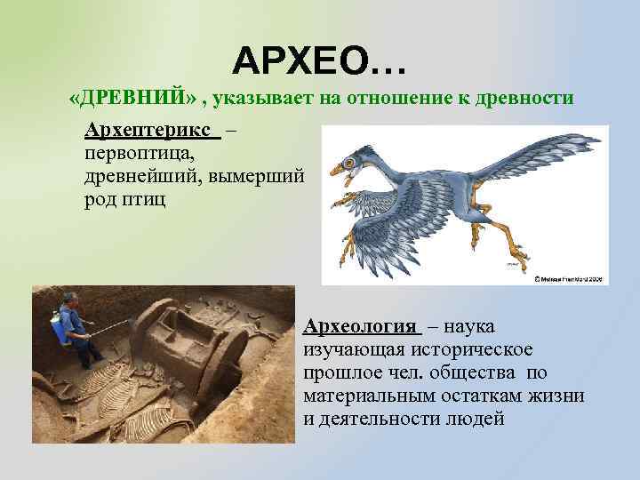 АРХЕО… «ДРЕВНИЙ» , указывает на отношение к древности Архептерикс – первоптица, древнейший, вымерший род