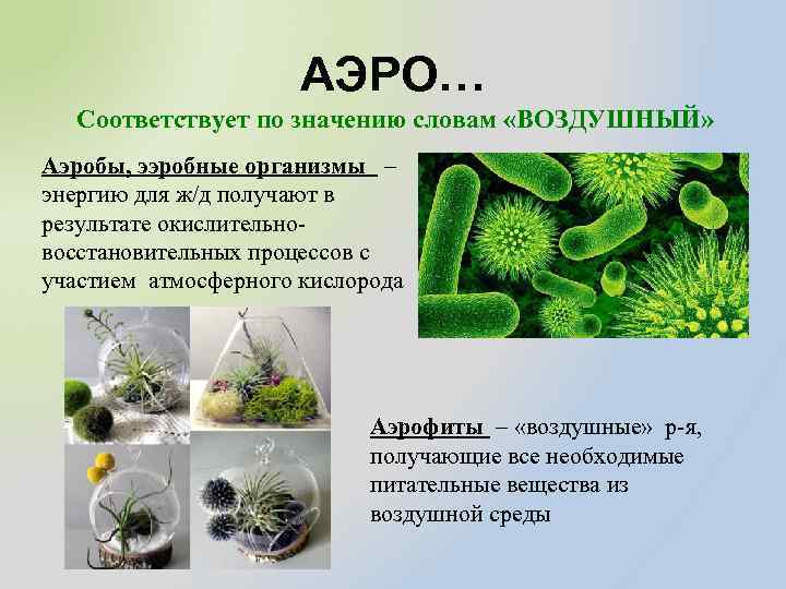 АЭРО… Соответствует по значению словам «ВОЗДУШНЫЙ» Аэробы, ээробные организмы – энергию для ж/д получают