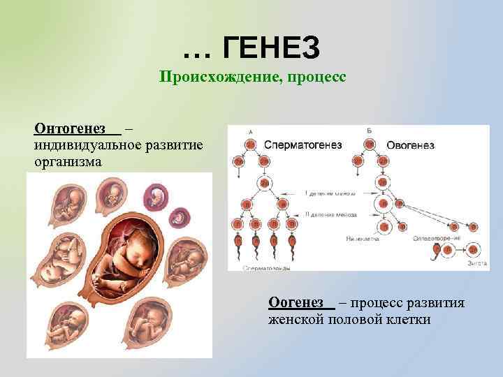 … ГЕНЕЗ Происхождение, процесс Онтогенез – индивидуальное развитие организма Оогенез – процесс развития женской