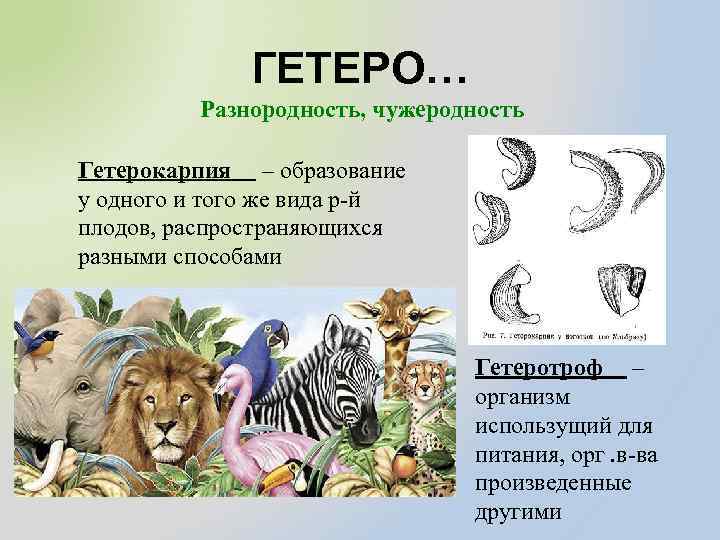 ГЕТЕРО… Разнородность, чужеродность Гетерокарпия – образование у одного и того же вида р-й плодов,