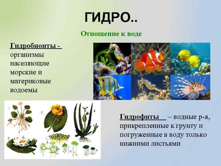 ГИДРО. . Отношение к воде Гидробионты организмы населяющие морские и материковые водоемы Гидрофиты –