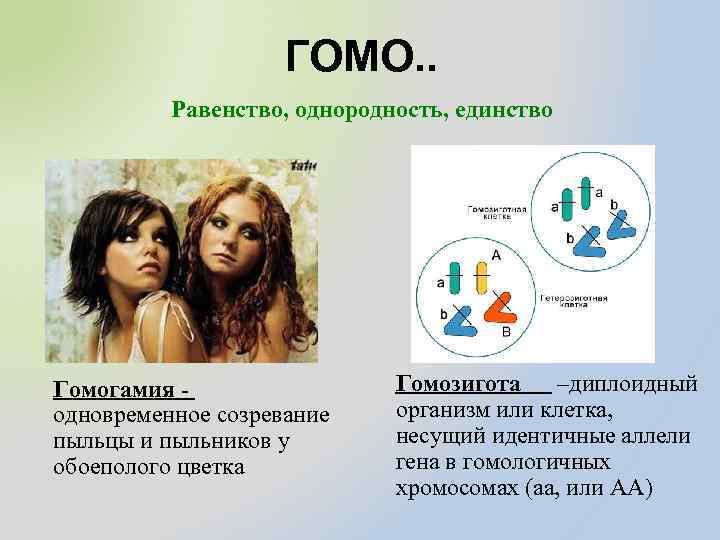 ГОМО. . Равенство, однородность, единство Гомогамия одновременное созревание пыльцы и пыльников у обоеполого цветка