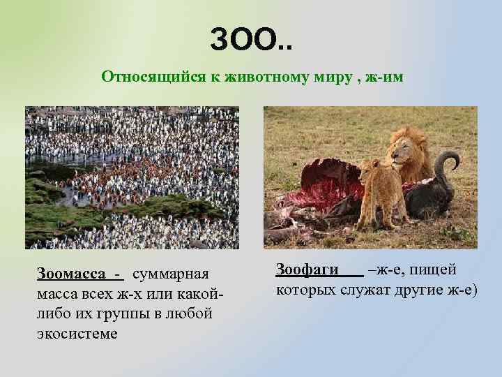 ЗОО. . Относящийся к животному миру , ж-им Зоомасса - суммарная масса всех ж-х