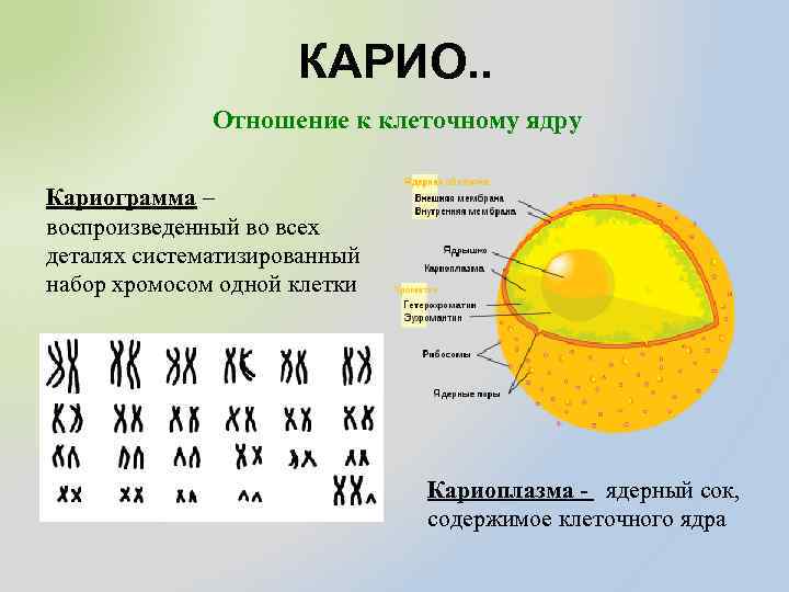 КАРИО. . Отношение к клеточному ядру Кариограмма – воспроизведенный во всех деталях систематизированный набор