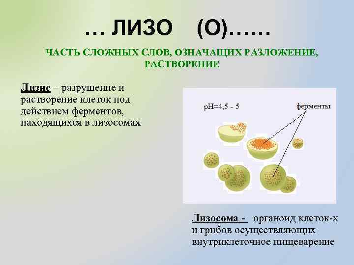 … ЛИЗО (О)…… ЧАСТЬ СЛОЖНЫХ СЛОВ, ОЗНАЧАЩИХ РАЗЛОЖЕНИЕ, РАСТВОРЕНИЕ Лизис – разрушение и растворение