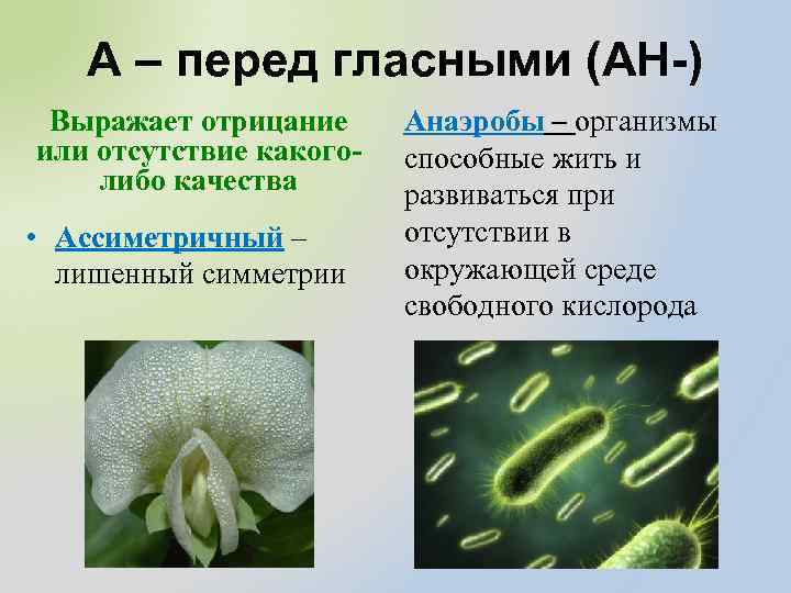 А – перед гласными (АН-) Выражает отрицание или отсутствие какоголибо качества • Ассиметричный –