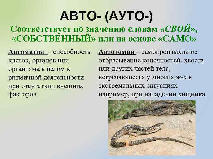 Автотомия это