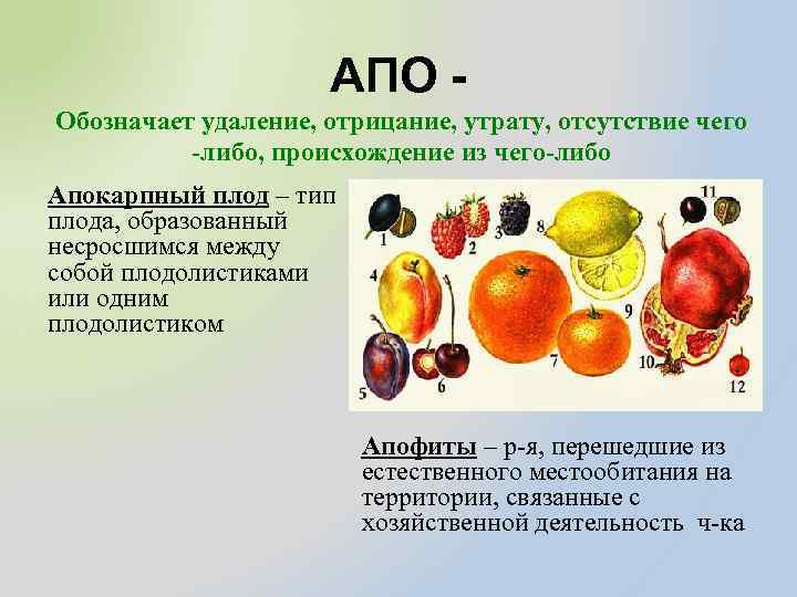 АПО Обозначает удаление, отрицание, утрату, отсутствие чего -либо, происхождение из чего-либо Апокарпный плод –