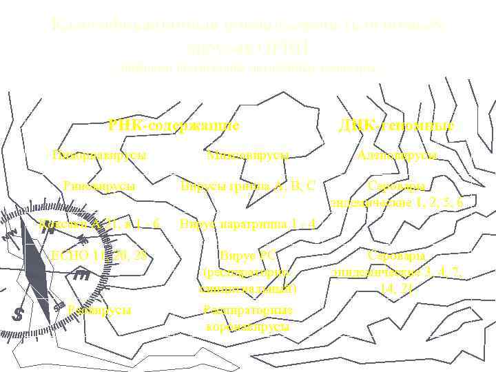 Классификационная принадлежность основных вирусов ОРВИ (цифрами обозначены патогенные серовары) РНК-содержащие ДНК-геномные Пикорнавирусы Миксовирусы Аденовирусы
