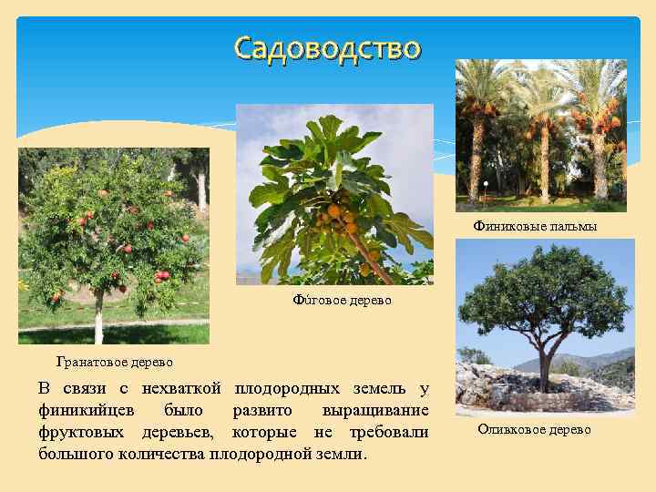Садоводство Финиковые пальмы Фúговое дерево Гранатовое дерево В связи с нехваткой плодородных земель у