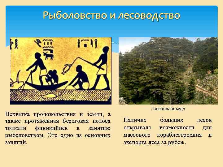 Рыболовство и лесоводство Нехватка продовольствия и земли, а также протяжённая береговая полоса толкали финикийцев