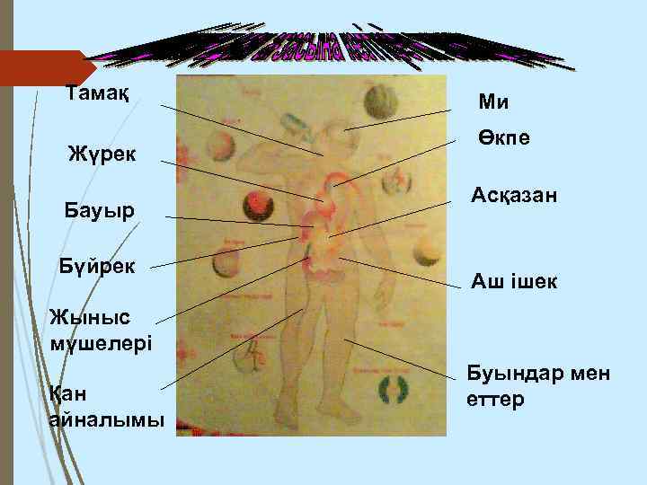 Тамақ Жүрек Бауыр Бүйрек Ми Өкпе Асқазан Аш ішек Жыныс мүшелері Қан айналымы Буындар