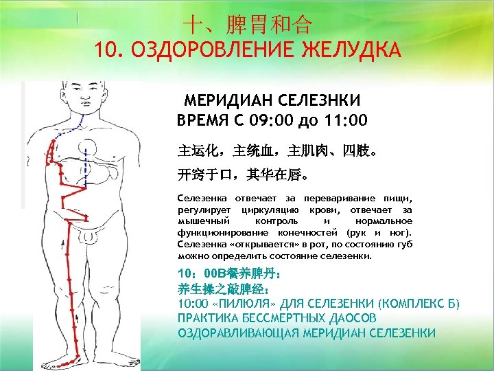 十、脾胃和合 10. ОЗДОРОВЛЕНИЕ ЖЕЛУДКА МЕРИДИАН СЕЛЕЗНКИ ВРЕМЯ С 09: 00 до 11: 00 主运化，主统血，主肌肉、四肢。