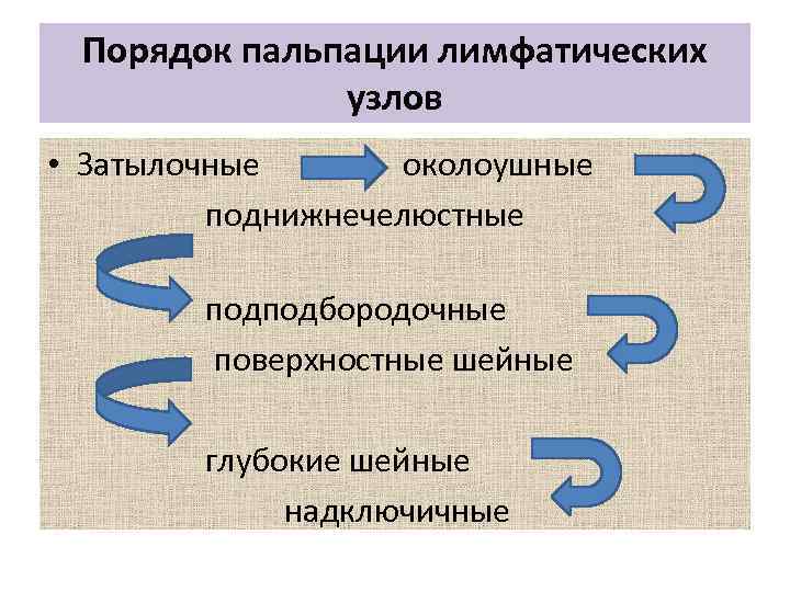 Порядок пальпации лимфатических узлов • Затылочные околоушные поднижнечелюстные подподбородочные поверхностные шейные глубокие шейные надключичные