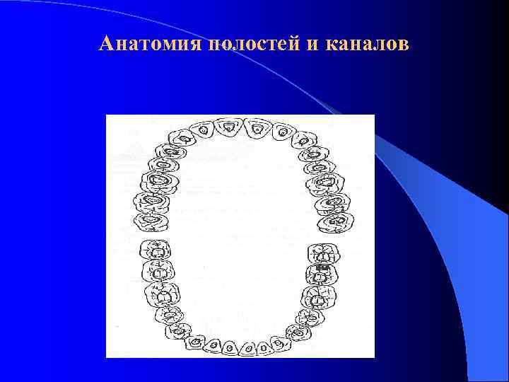 Анатомия полостей и каналов 