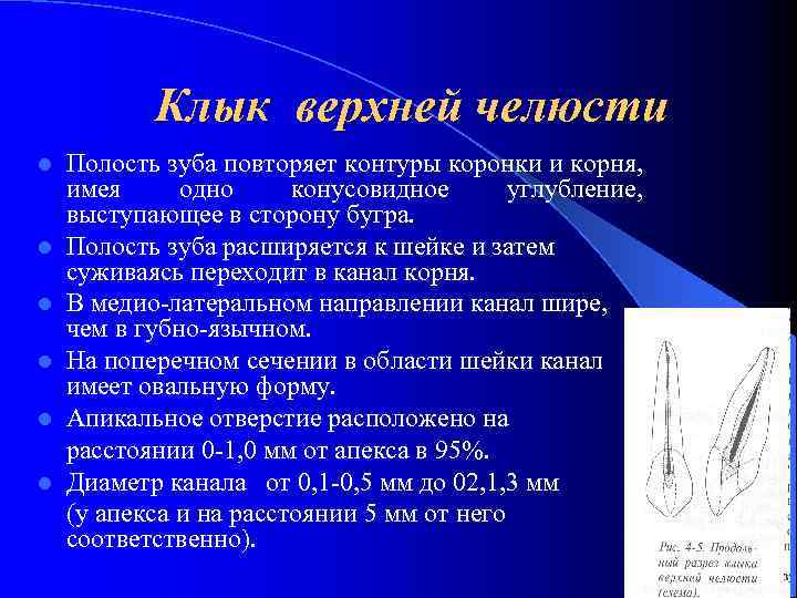 Клык верхней челюсти l l l Полость зуба повторяет контуры коронки и корня, имея