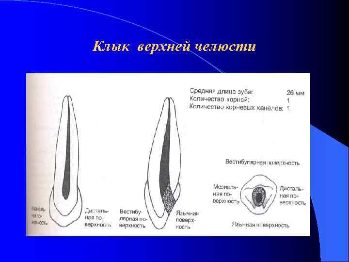 Клык верхней челюсти 