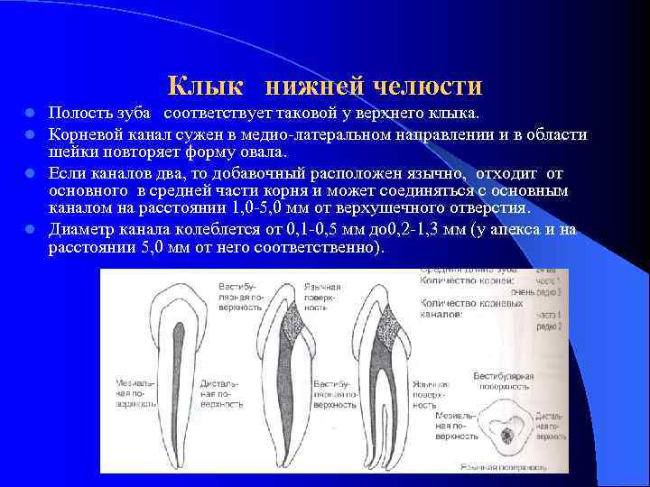 Корень верхнего