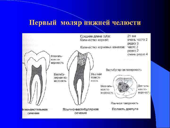 2 корня в зубе. Морфология первого моляра нижней челюсти. Второй моляр нижней челюсти анатомия корневых каналов. 1 Моляр верхней челюсти корни. Корни первого моляра нижней челюсти называются.