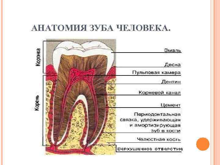 АНАТОМИЯ ЗУБА ЧЕЛОВЕКА. 