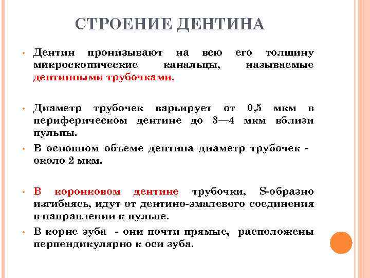 СТРОЕНИЕ ДЕНТИНА • Дентин пронизывают на всю микроскопические канальцы, дентинными трубочками. • Диаметр трубочек