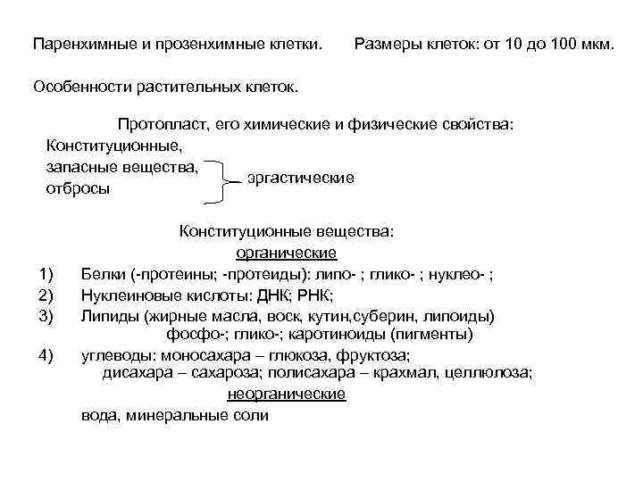 Паренхимные и прозенхимные клетки. Размеры клеток: от 10 до 100 мкм. Особенности растительных клеток.