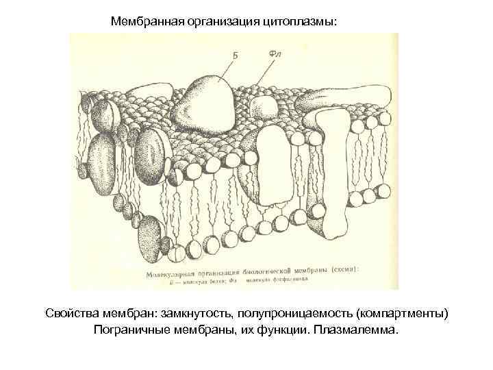 Мембранная организация цитоплазмы: Свойства мембран: замкнутость, полупроницаемость (компартменты) Пограничные мембраны, их функции. Плазмалемма. 