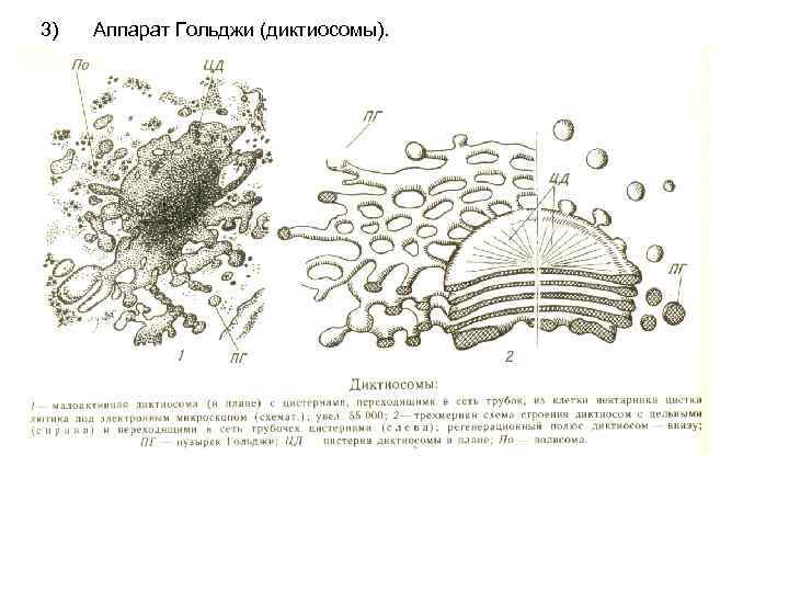 3) Аппарат Гольджи (диктиосомы). 