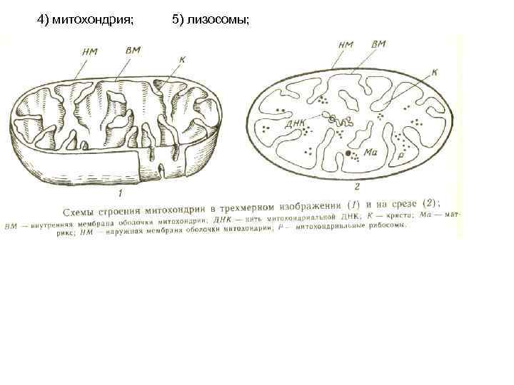 4) митохондрия; 5) лизосомы; 