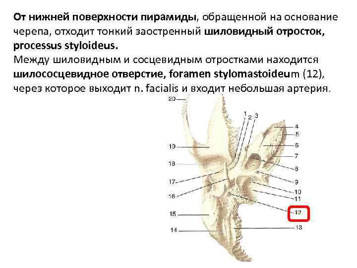 От нижней поверхности пирамиды, обращенной на основание черепа, отходит тонкий заостренный шиловидный отросток, processus